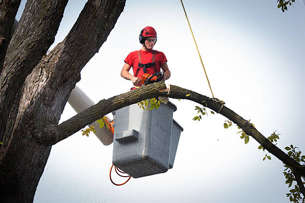 Best Emergency Tree Service  in Penhook, VA